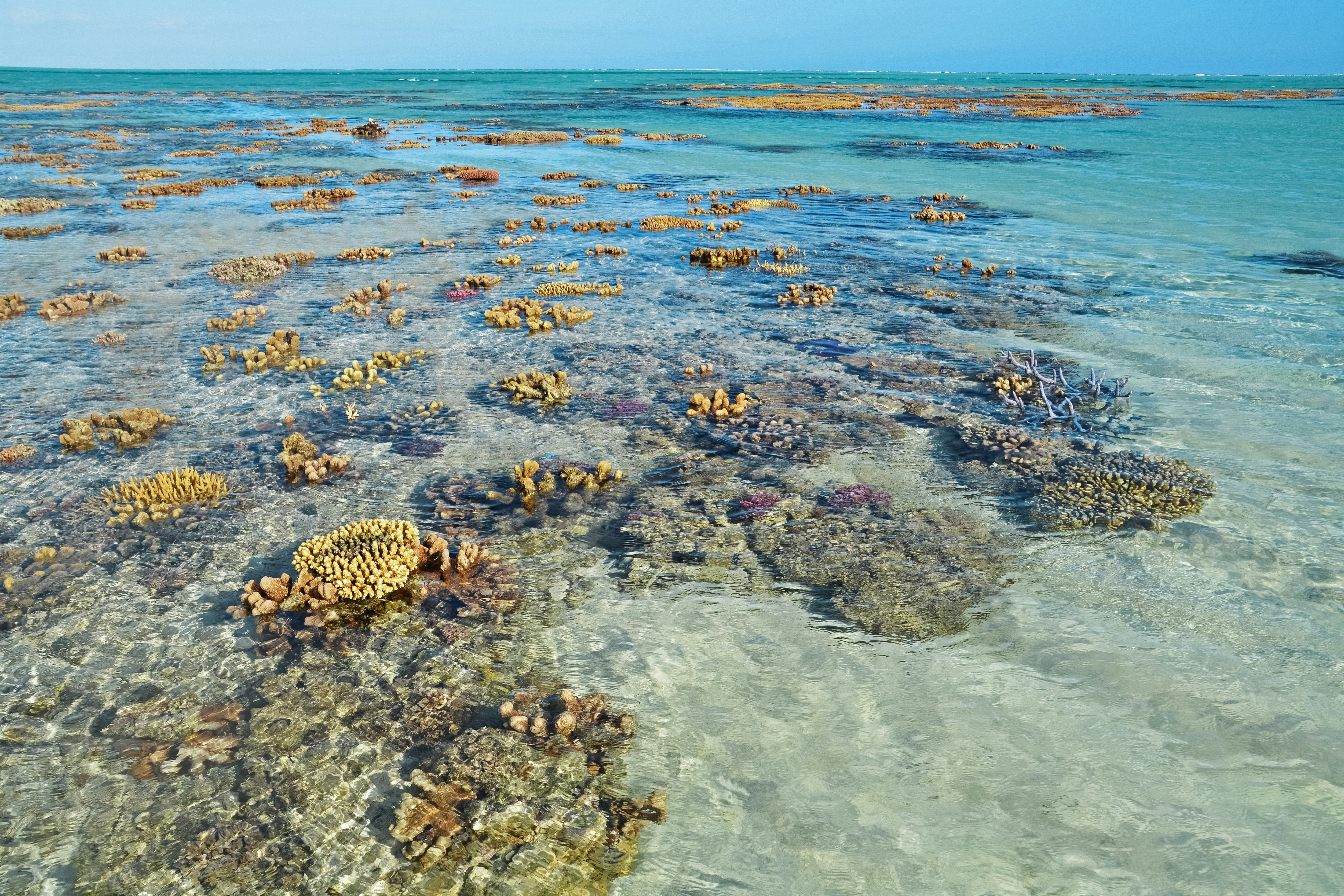 brown and black turtle on body of water during daytime